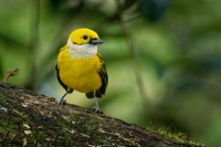 Tangara stribrohrdla - Tangara icterocephala - Silver-throated Tanager o1289